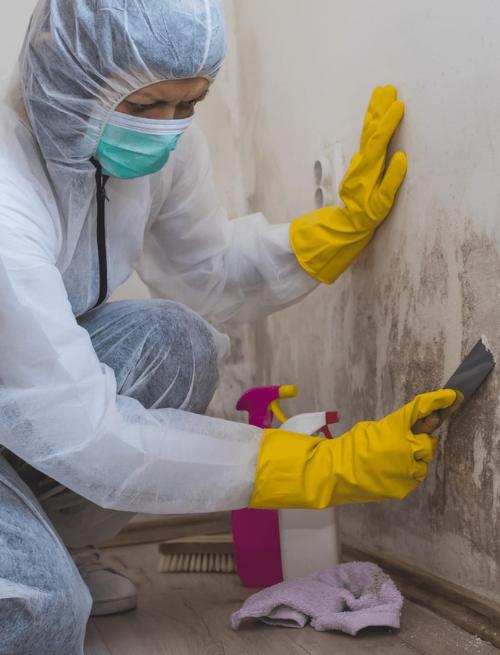 Mould-Removal-service